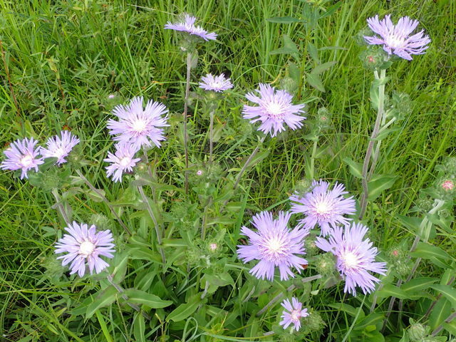 Stokesia laevis