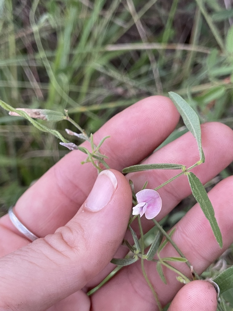 Strophostyles leiosperma