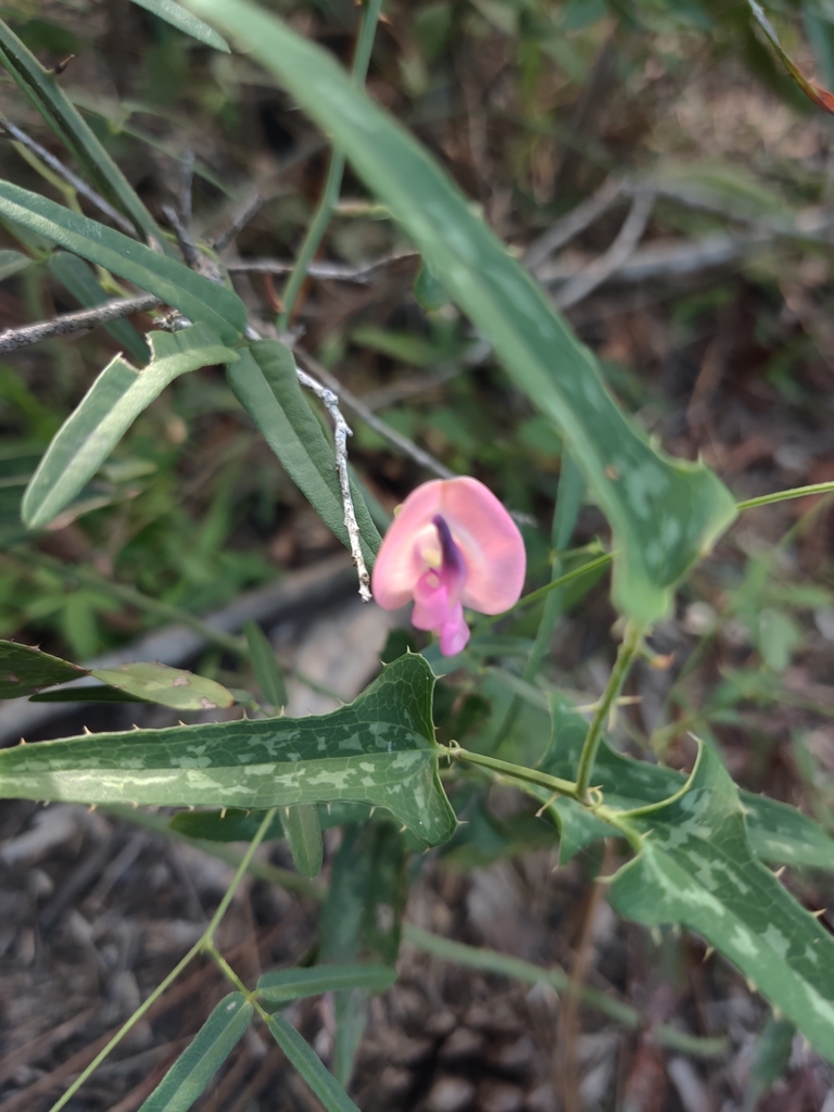 Strophostyles umbellata