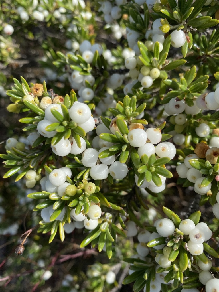 Strumpfia maritima