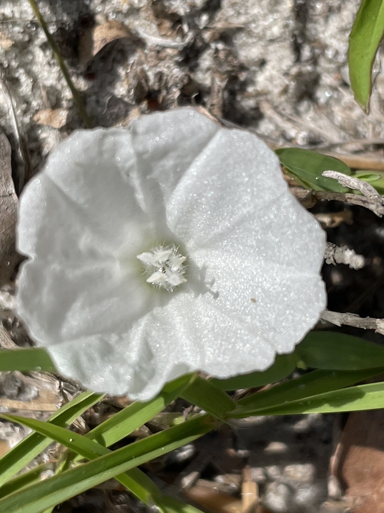 Stylisma patens var. angustifolia