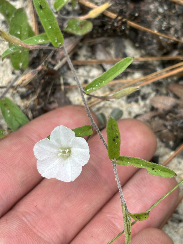 Stylisma patens var. patens