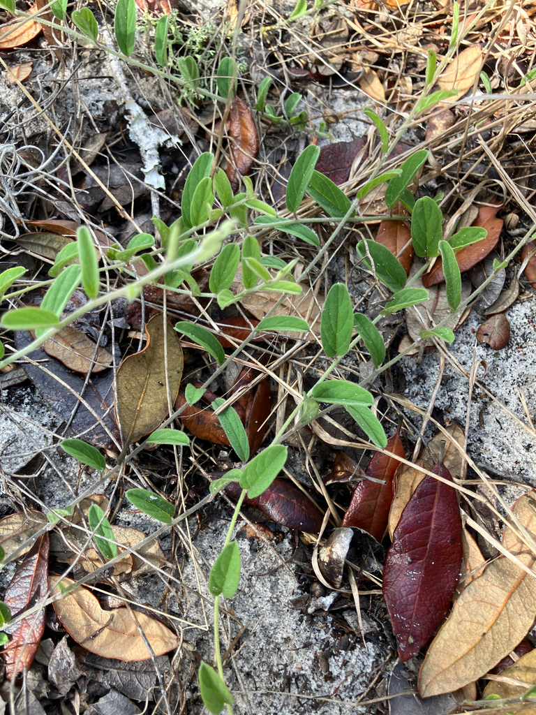 Stylisma villosa