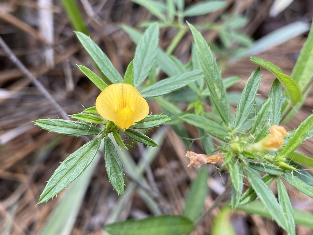 Stylosanthes biflora