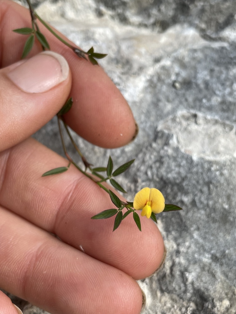 Stylosanthes calcicola