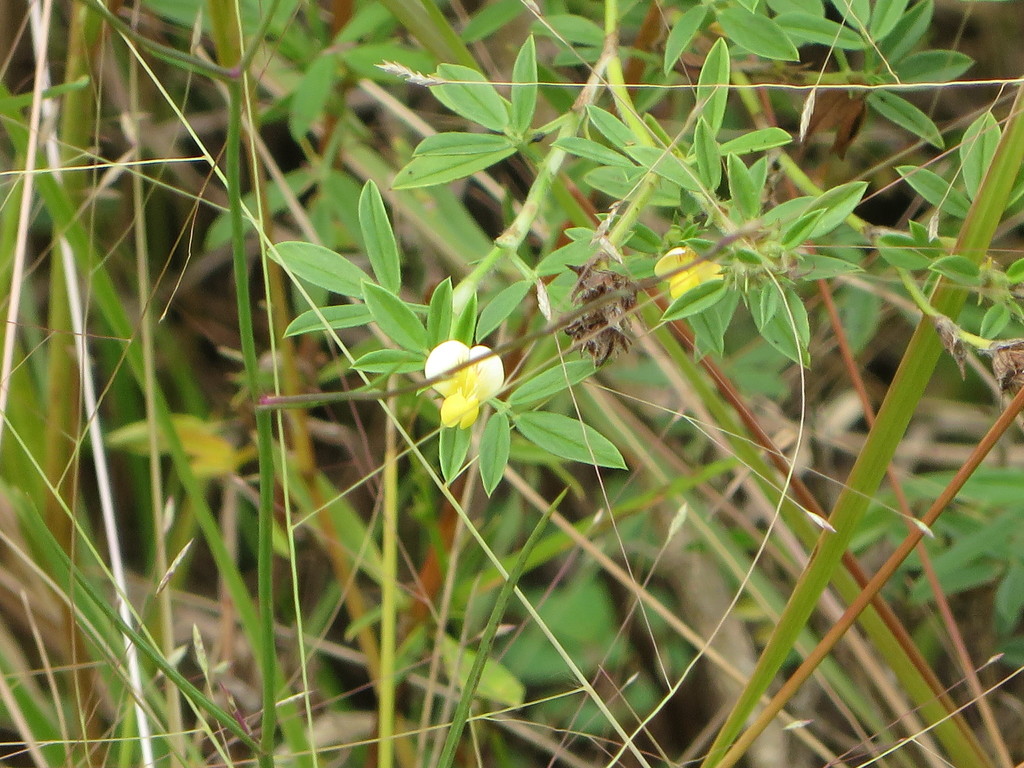 Stylosanthes hamata