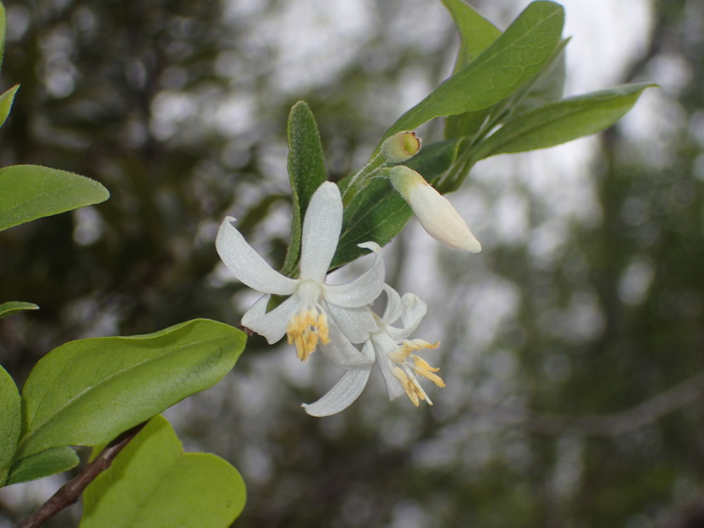 Styrax americanus