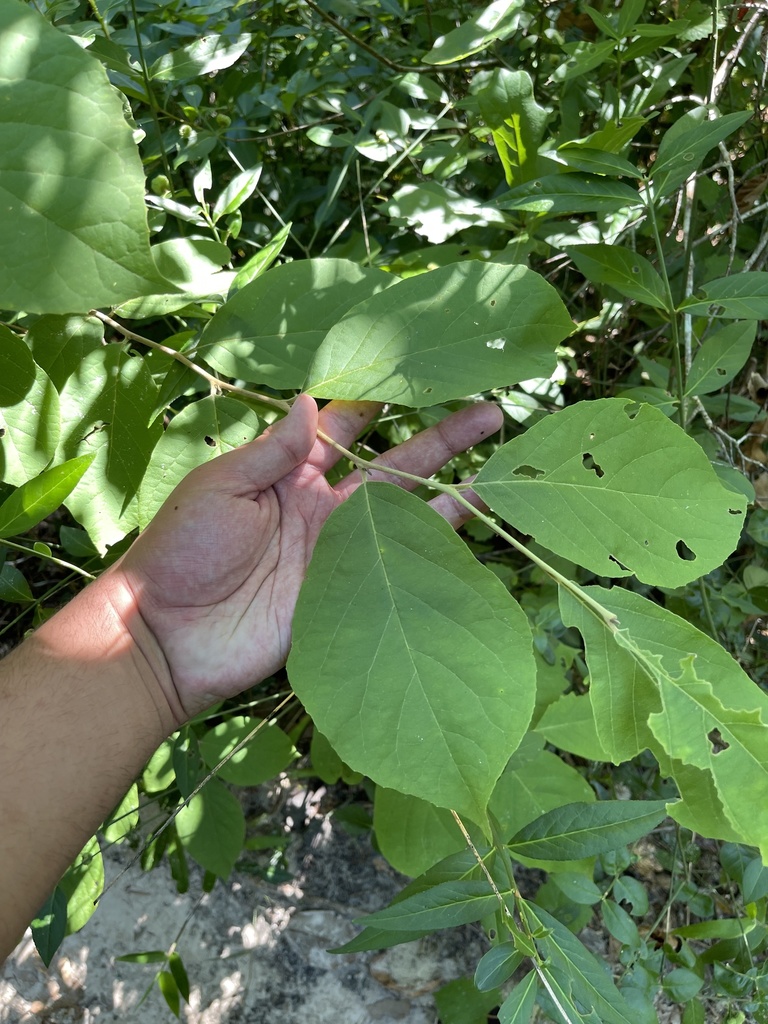Styrax grandifolius