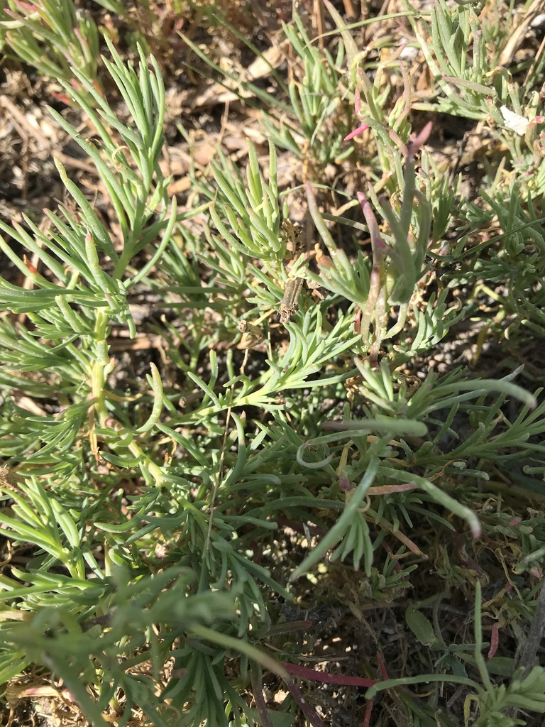 Suaeda linearis