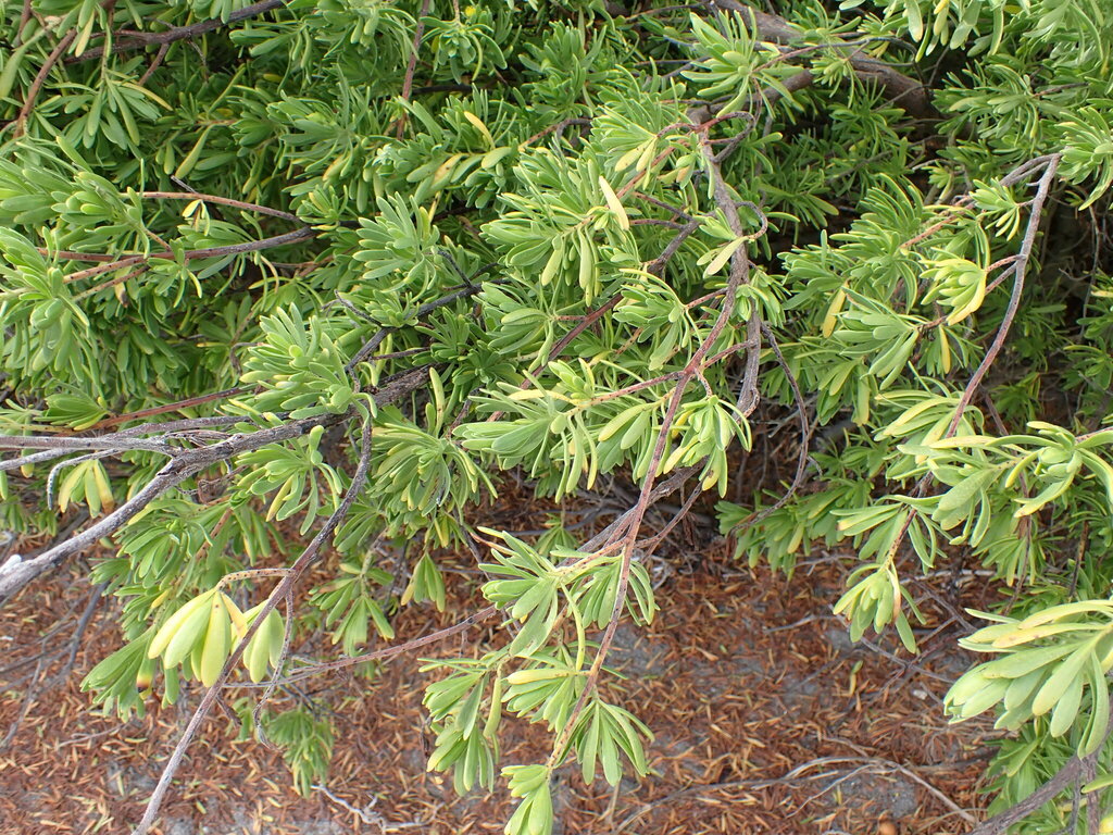Suriana maritima
