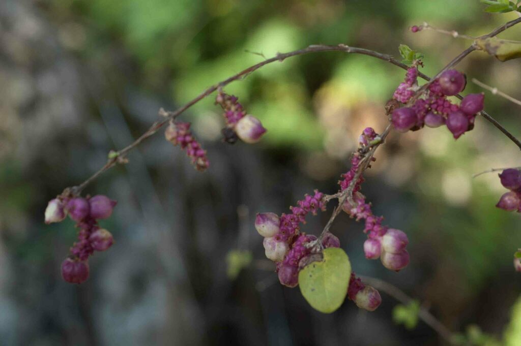 Symphoricarpos orbiculatus