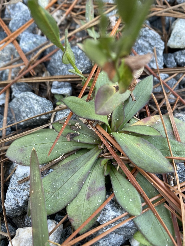 Symphyotrichum adnatum