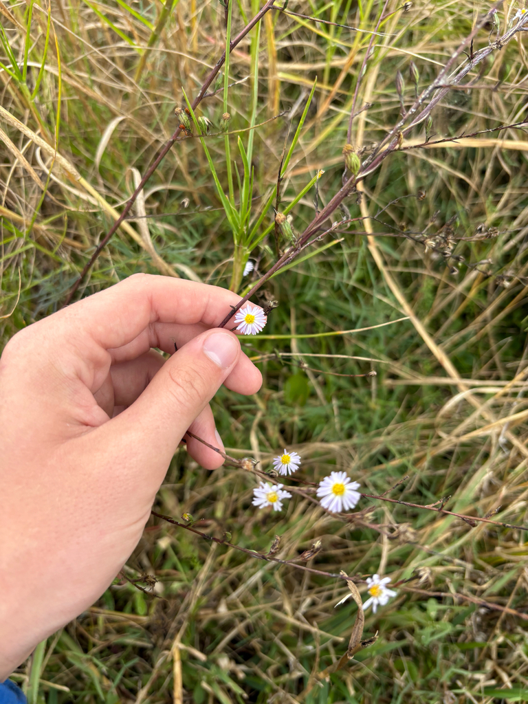 Symphyotrichum bahamense