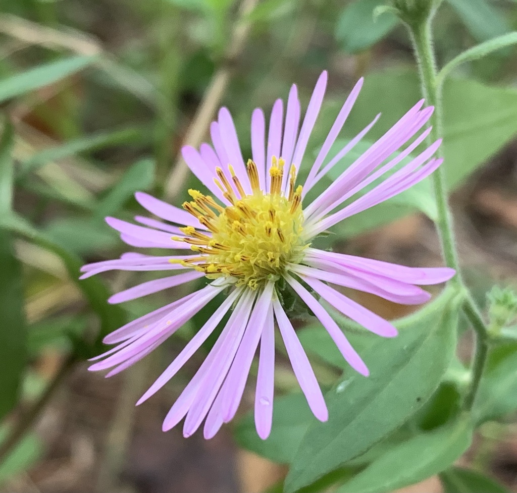 Symphyotrichum carolinianum