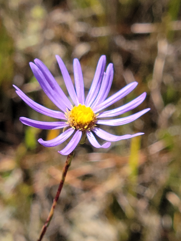 Symphyotrichum chapmanii