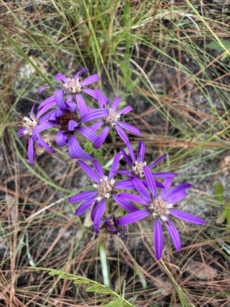Symphyotrichum concolor