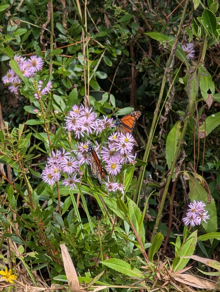 Symphyotrichum elliottii