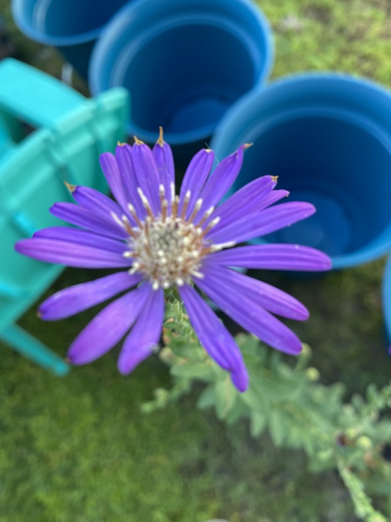 Symphyotrichum georgianum