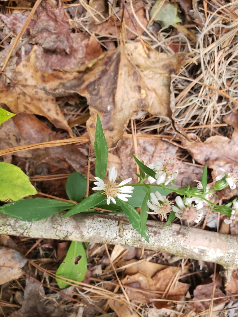 Symphyotrichum lateriflorum