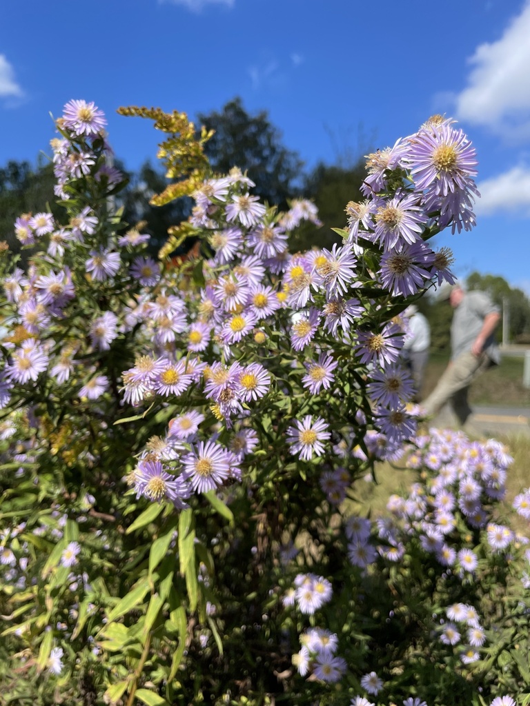 Symphyotrichum praealtum