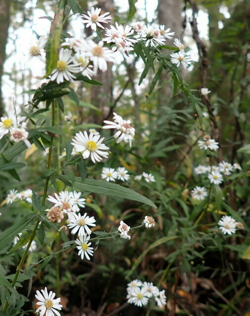 Symphyotrichum racemosum