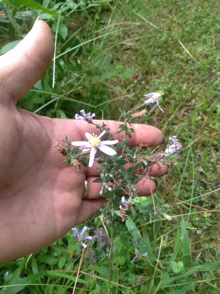 Symphyotrichum shortii