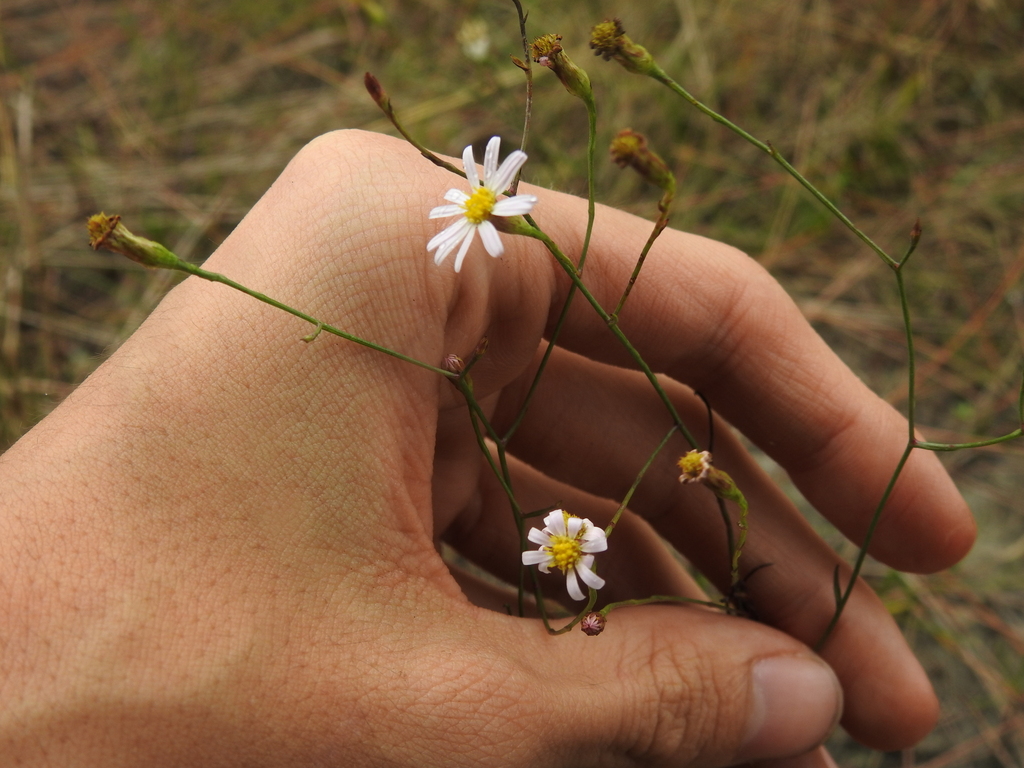 Symphyotrichum tenuifolium