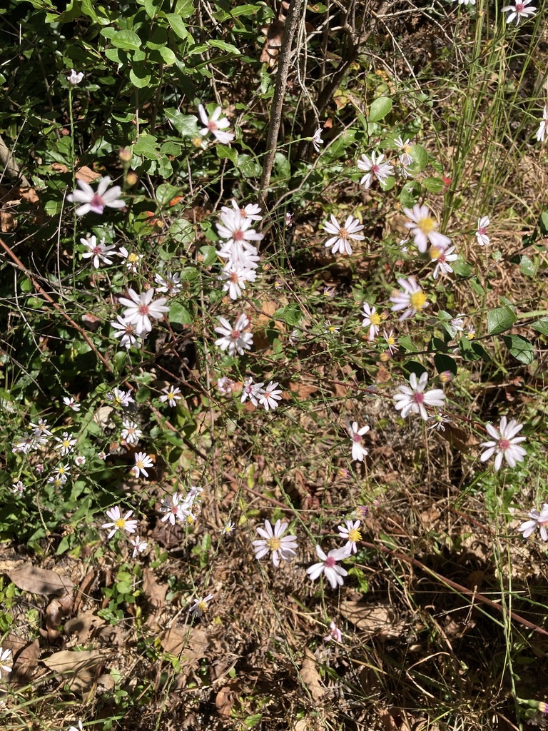 Symphyotrichum undulatum