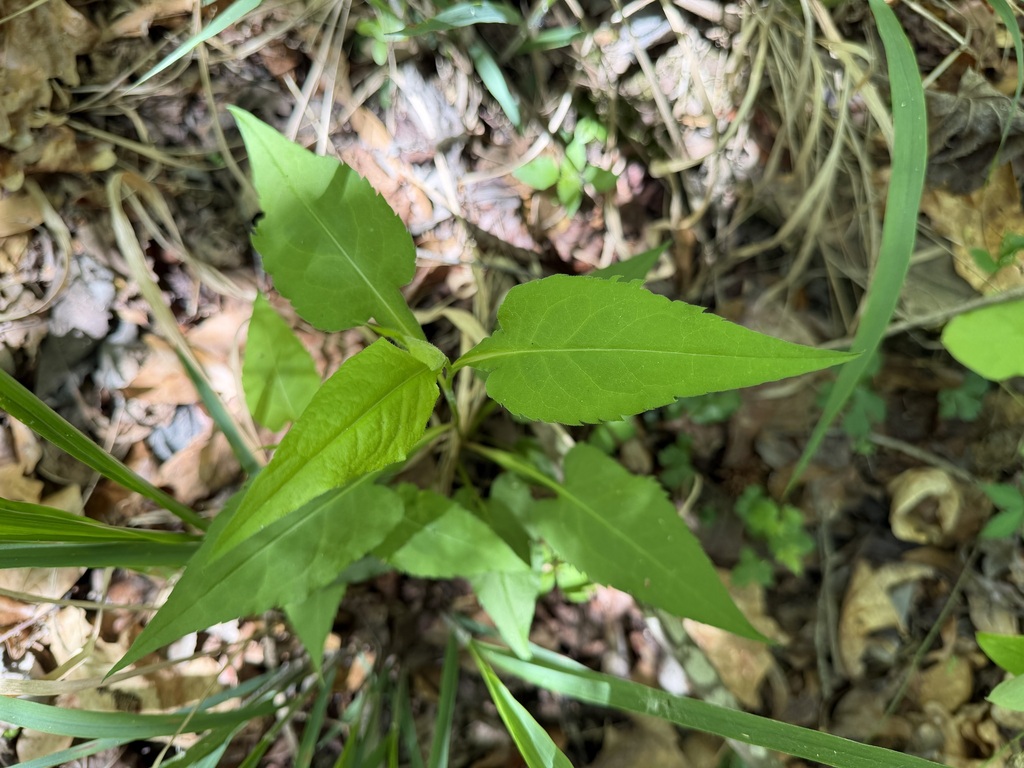 Symphyotrichum urophyllum