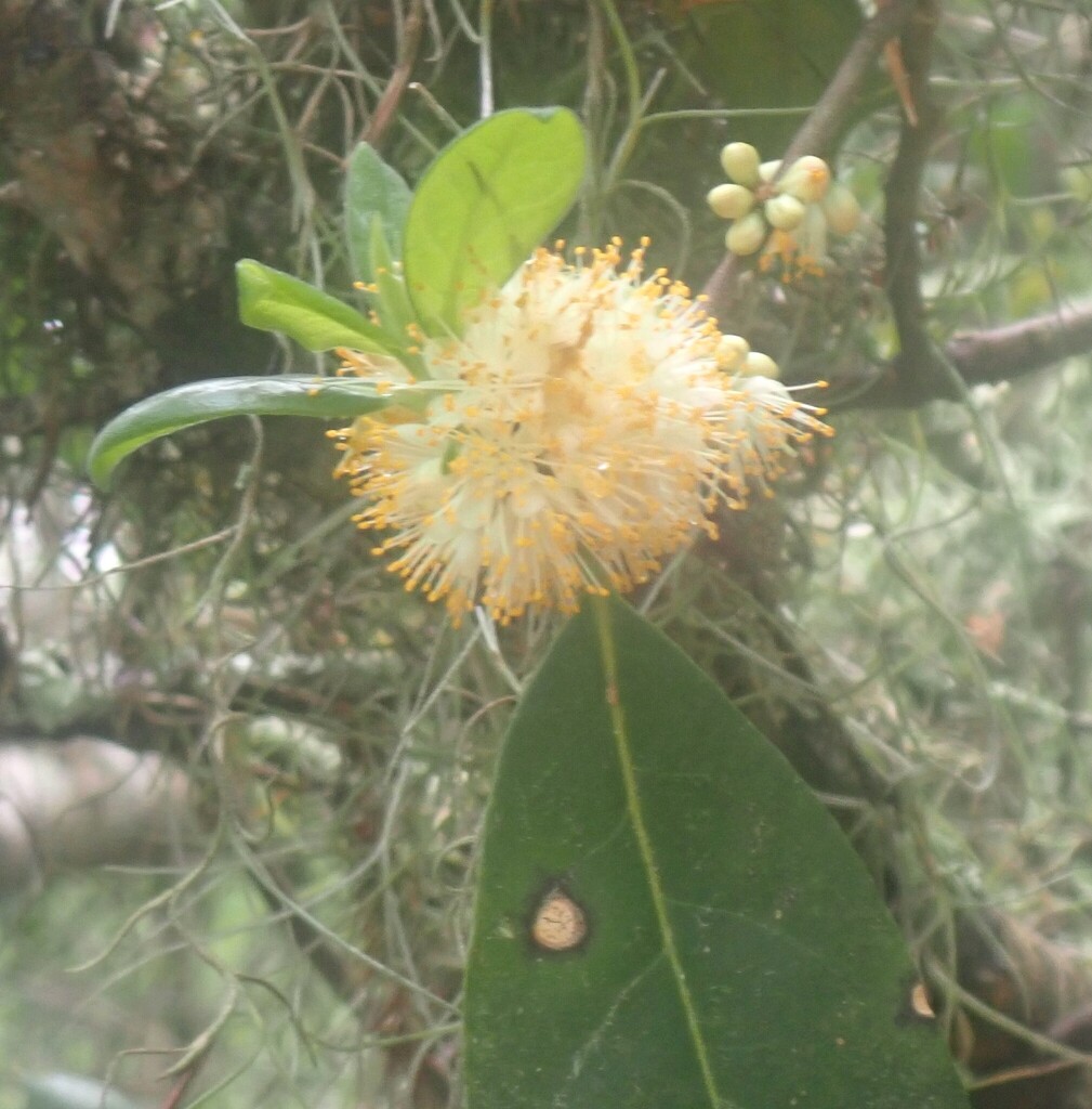 Symplocos tinctoria