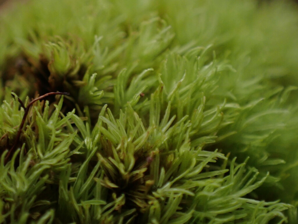 Syrrhopodon gaudichaudii