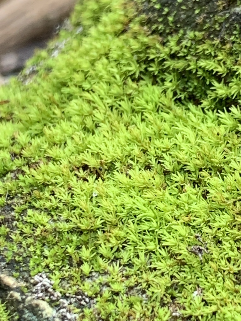 Syrrhopodon incompletus