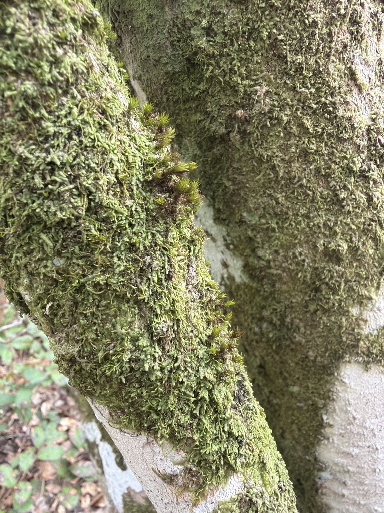 Syrrhopodon parasticus