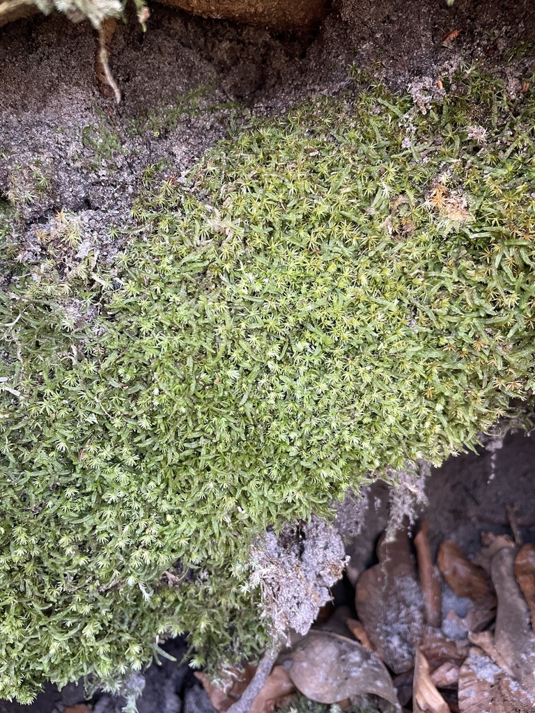 Syrrhopodon prolifer