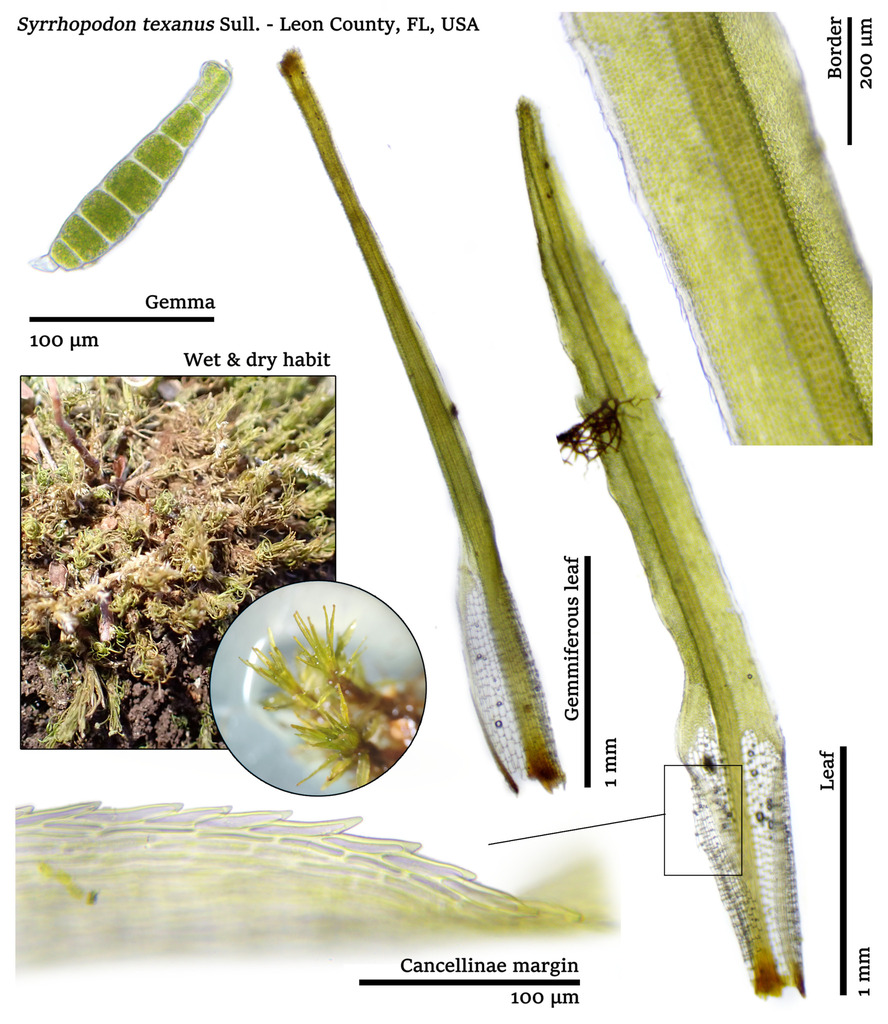 Syrrhopodon texanus