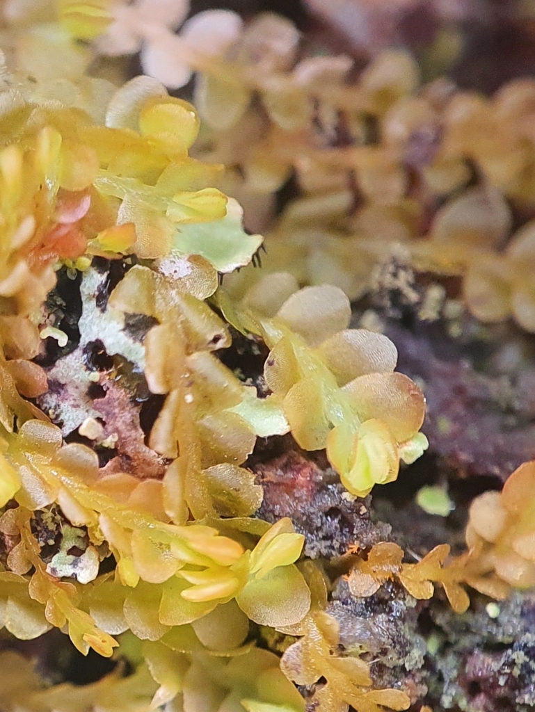 Syzygiella autumnalis