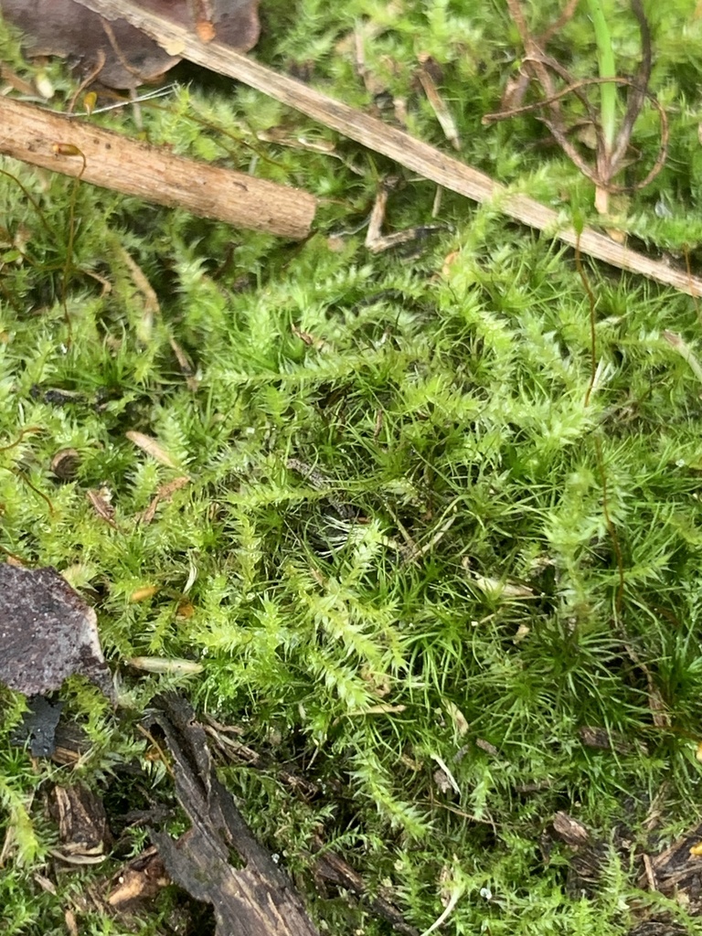 Taxiphyllum alternans
