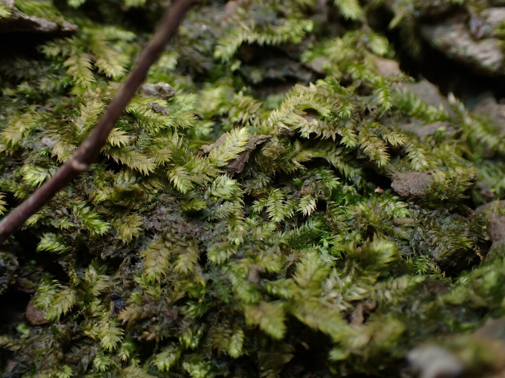 Taxiphyllum taxirameum