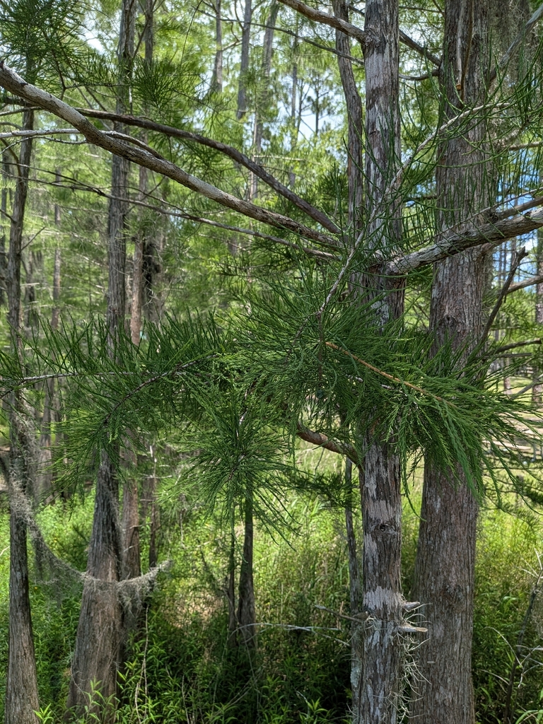 Taxodium ascendens