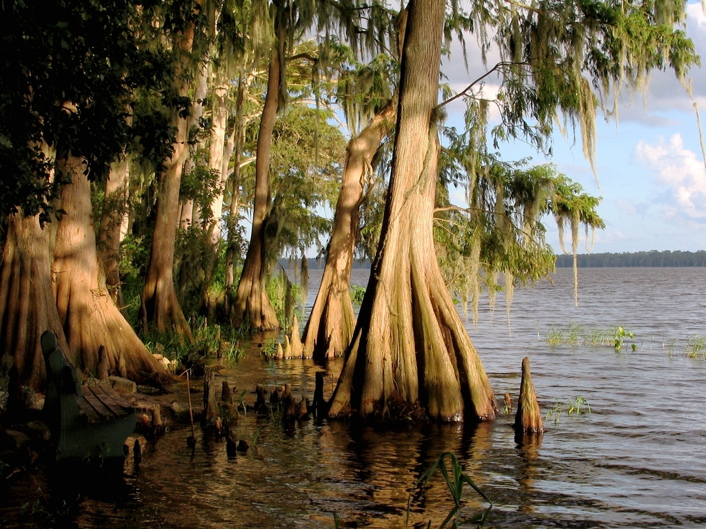 Taxodium distichum