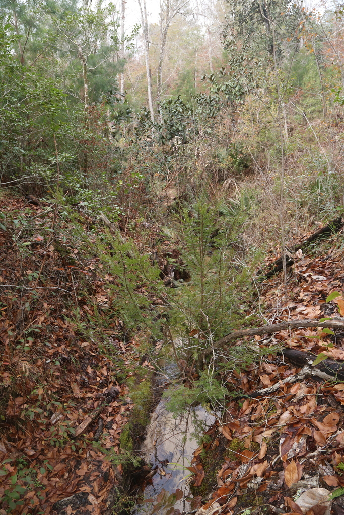 Taxus floridana