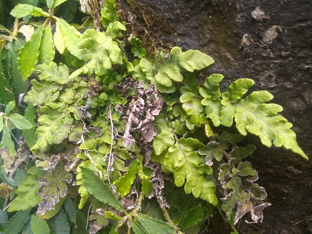 Tectaria coriandrifolia