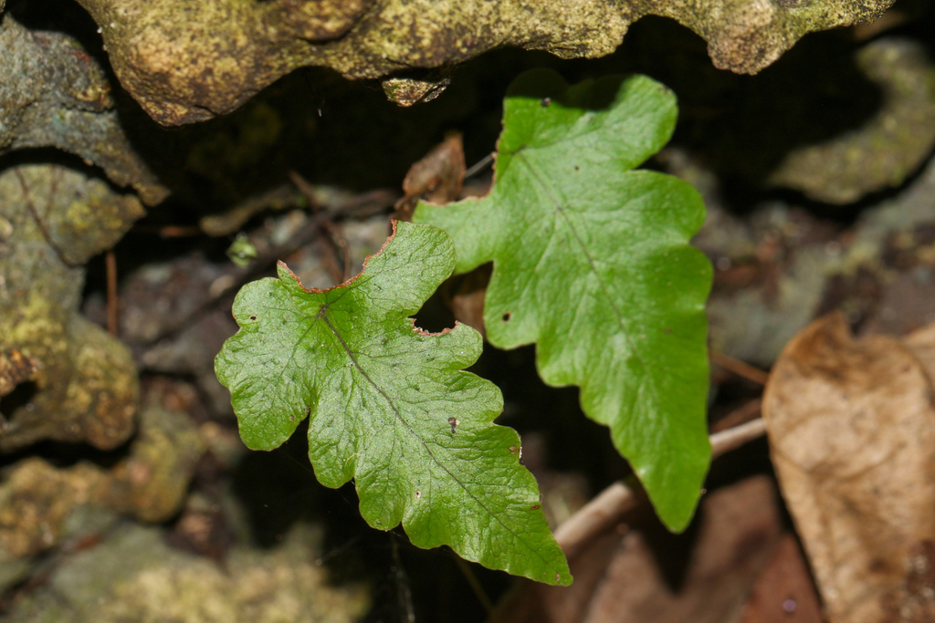 Tectaria fimbriata