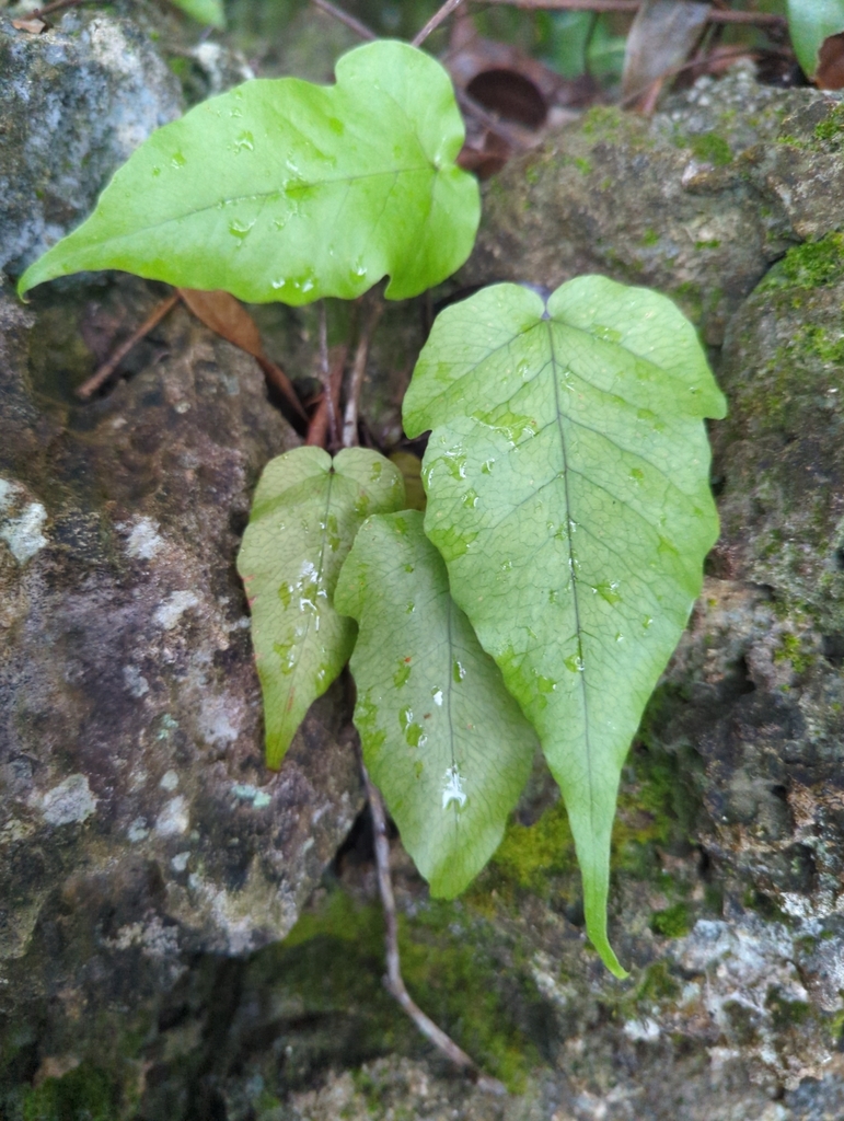 Tectaria heracleifolia