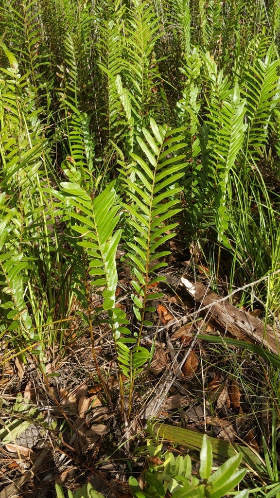 Telmatoblechnum serrulatum