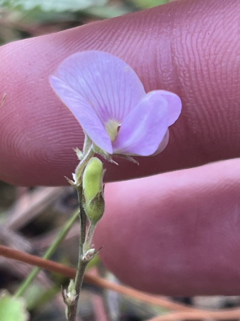 Tephrosia angustissima var. angustissima