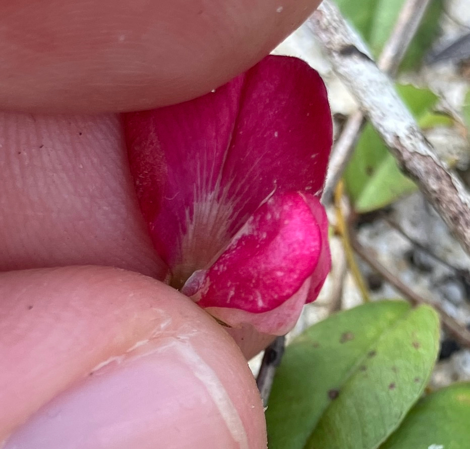 Tephrosia mysteriosa