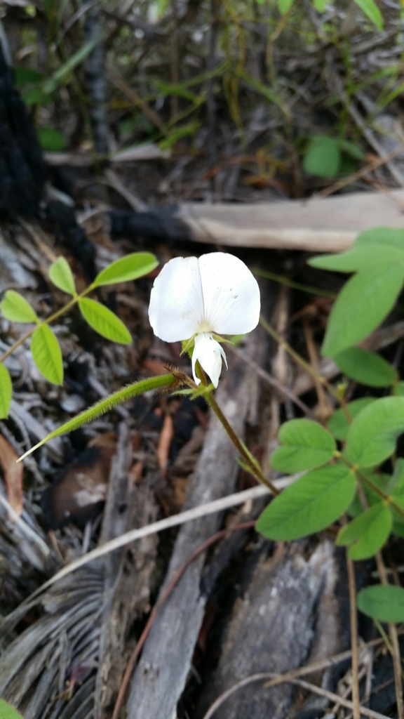 Tephrosia spicata
