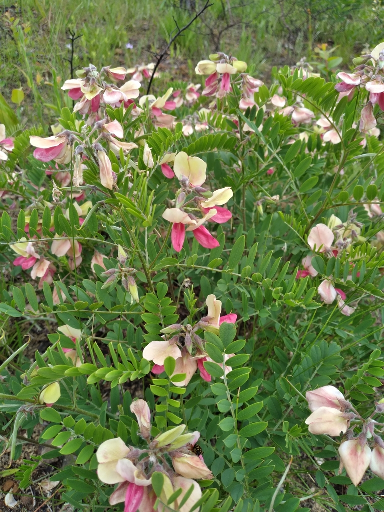 Tephrosia virginiana