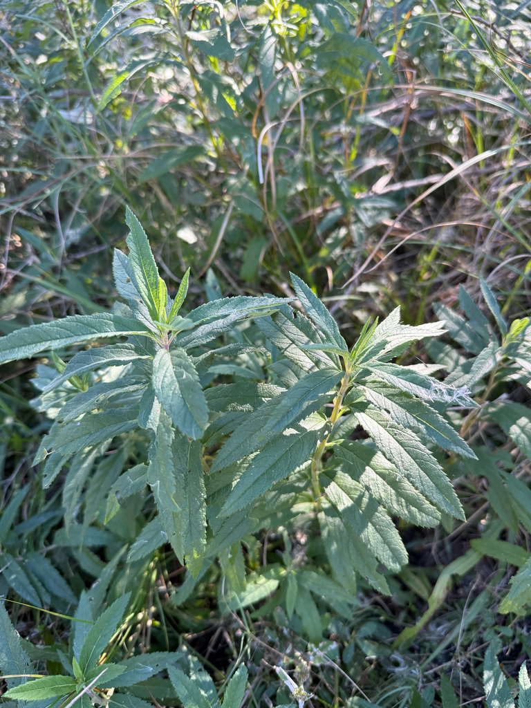 Teucrium canadense